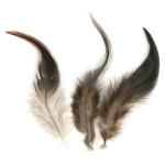 Plume de coq brun foncé 10 - 15 cm