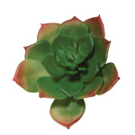 Succulent Echeveria vert 8,5 x 6 cm