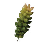 Mini-Succulent Crassula 2,5 x 8 cm