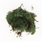 Mousse naturelle Lichen Vert olive 50 g